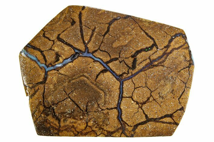 Polished Boulder Opal Specimen - Queensland, Australia #351916